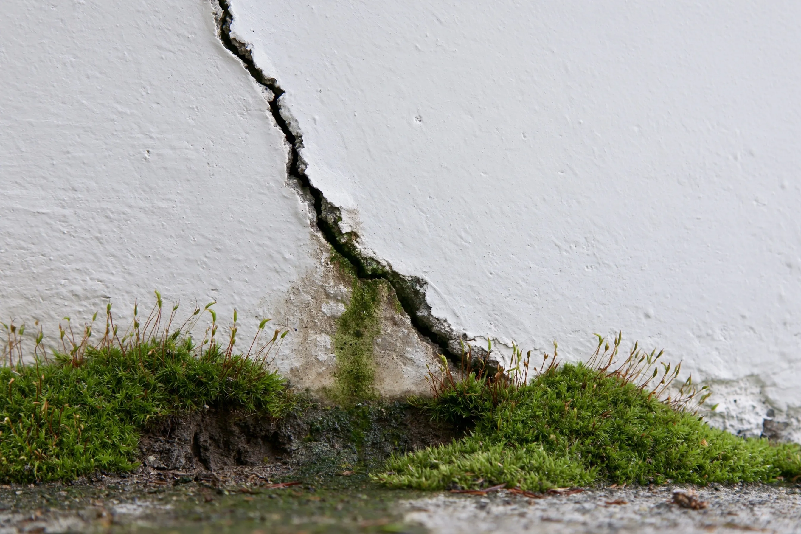 Diagonal crack in a painted concrete foundation wall, with moss at the soil line and a damp stain below the crack